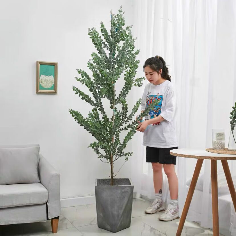 2022新款2022新款银合欢盆栽植物多花胺水滴树圆叶桉网红植物客厅阳台