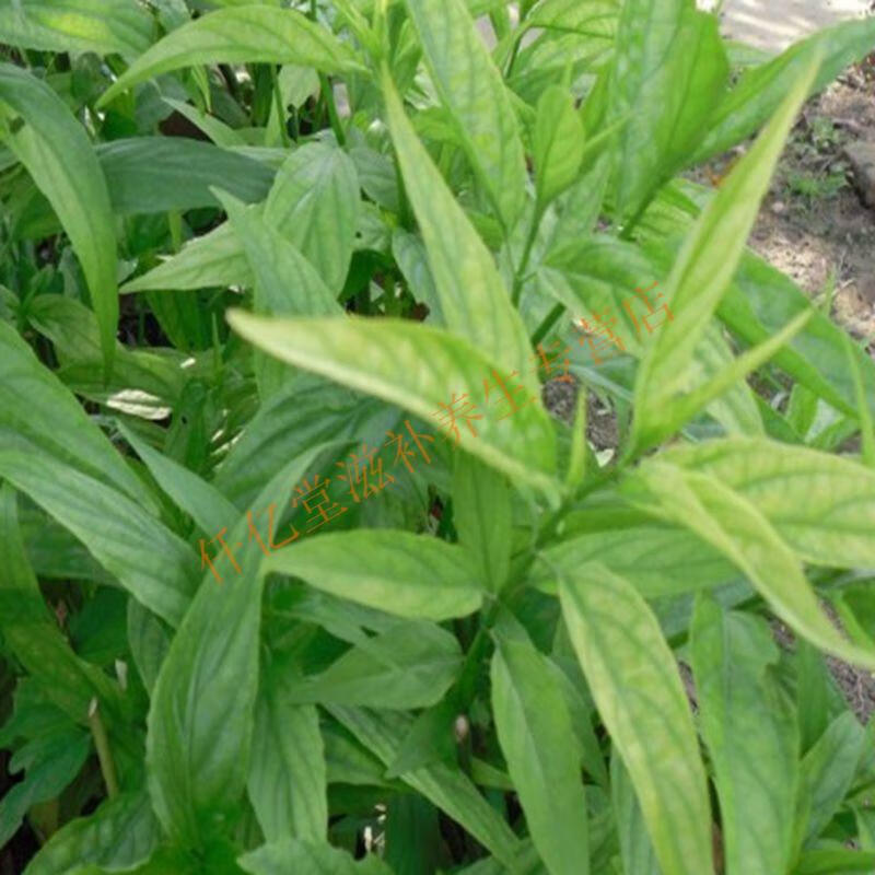 憂遁草500g優盾草幹千里追柔刺草接骨草鱷嘴花 憂