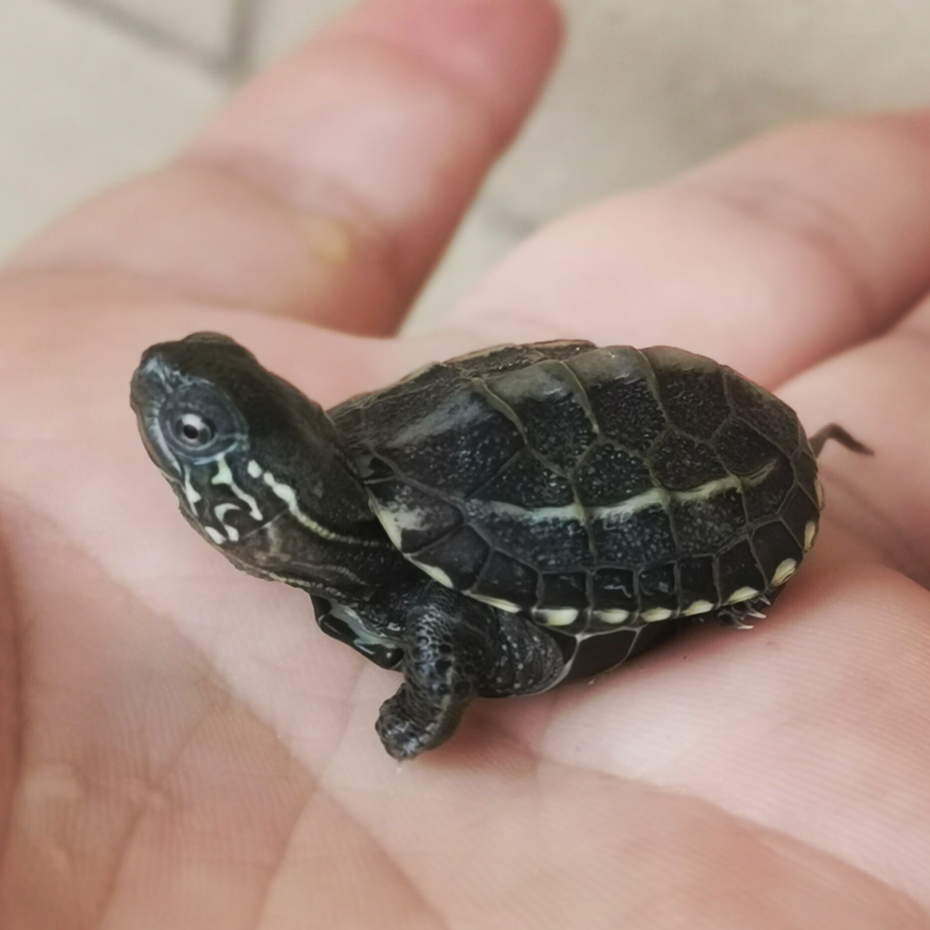 中华草龟苗外塘大头草墨龟水龟金钱情侣宠物观赏龟小乌龟活体 黄色