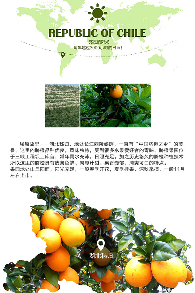 秭归脐橙橙子湖北纽荷尔脐橙新鲜水果现摘现发3斤大果分享装