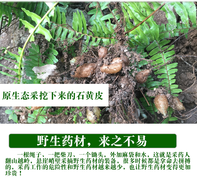新鲜石黄皮凤凰蛋蛇蛋参圆羊齿石琵琶煲汤原料1斤500克