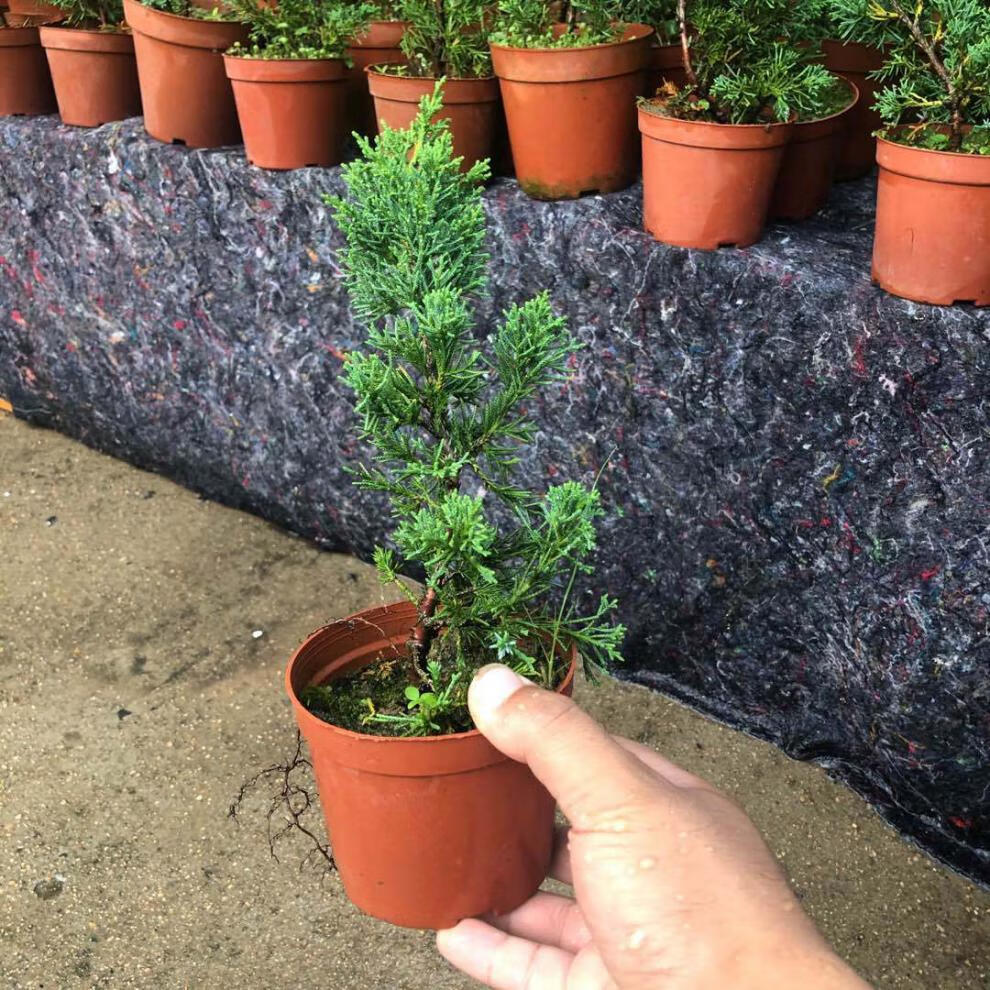 济州真柏盆景素材日本济州真柏苗绿植盆栽地栽真柏苗一年苗2年苗2530