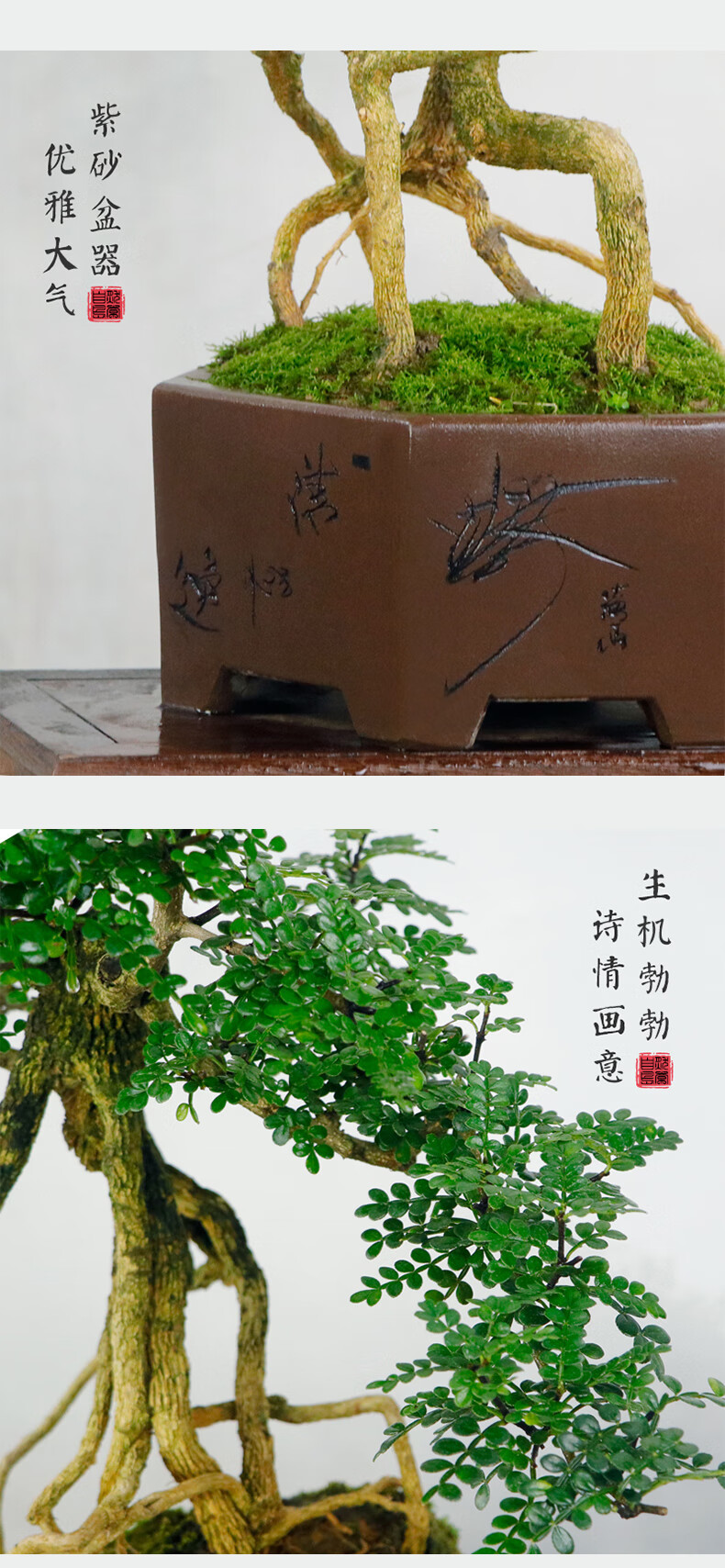自然岛(zirandao)精品提根老桩花椒木老桩盆景客厅办公室悬崖造型送礼