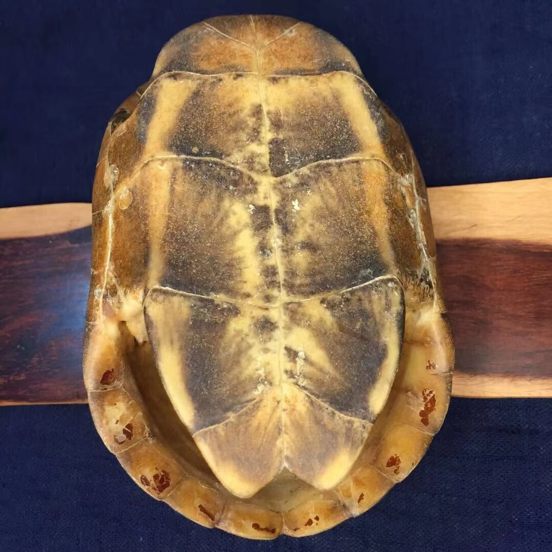 龟趣天然完整干净真乌龟壳文玩手把件家居客厅摆件送礼桌面中式17厘米