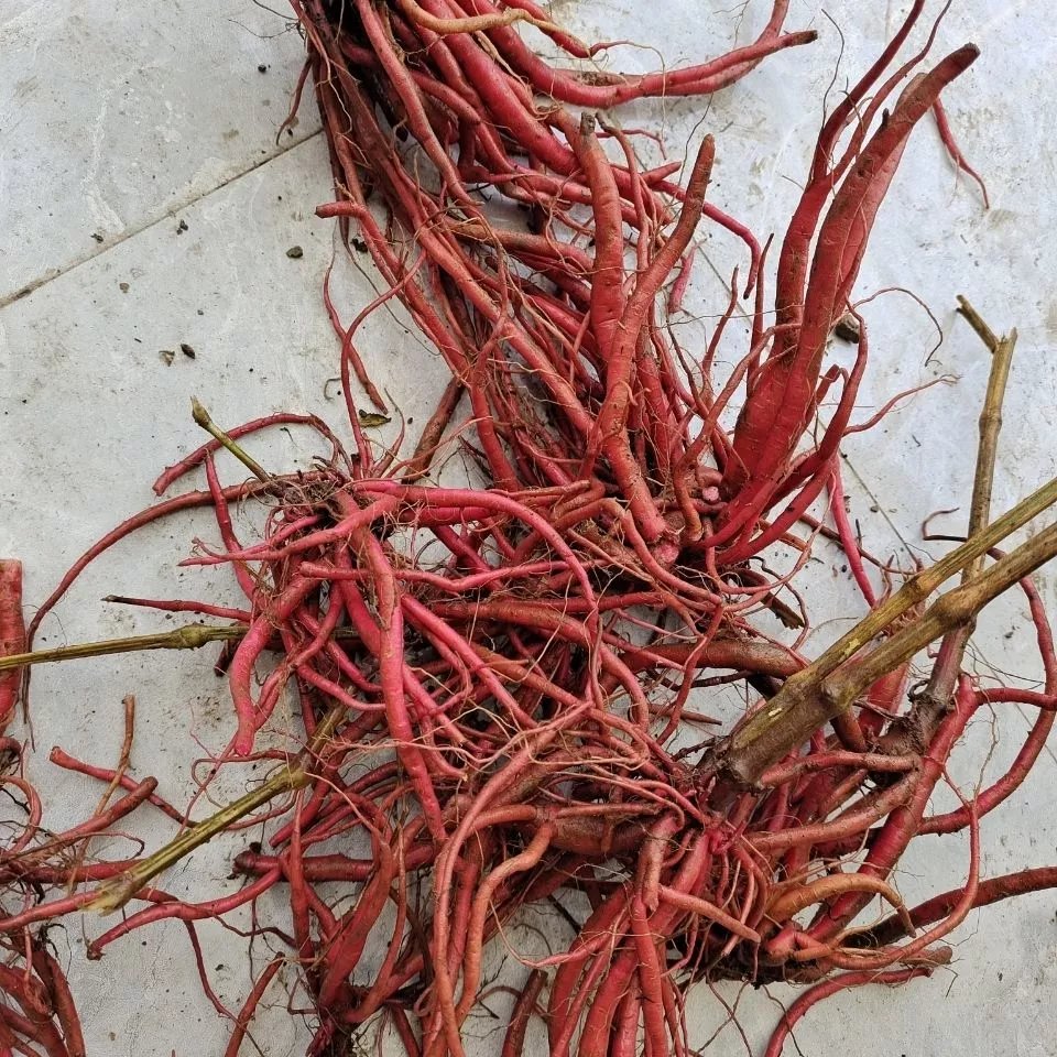 同仁原料贵州新鲜野生红牛膝根 中药材红土牛膝草药红牛克膝红牛磕膝