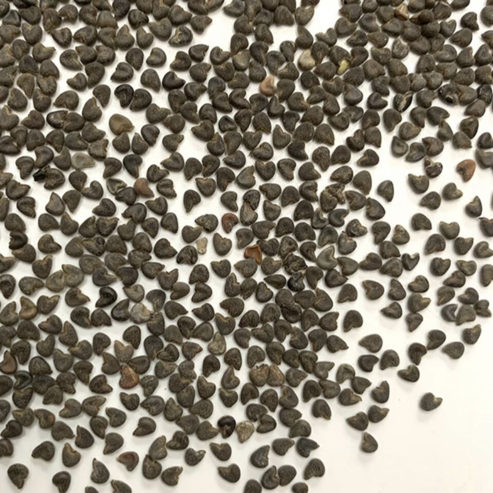 中药材 苘麻子 青麻子 苘麻 茼麻子 入药 苘麻子1000克【图片 价格