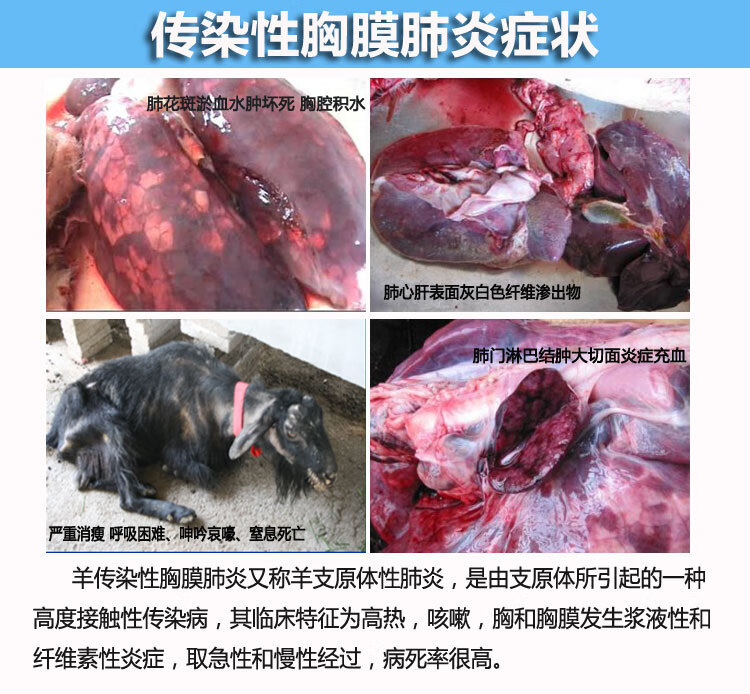 哈药羊传染性胸膜肺炎疫苗高端肺必应羊传胸疫苗支原体肺炎疫苗高端传