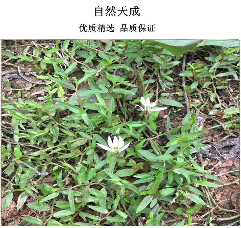 【虧本賣 500g】 天然野生半邊蓮 半邊連 半邊花 細米草 新鮮 幹中