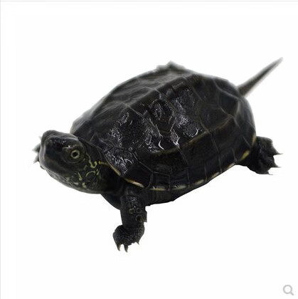 纯种全黑墨龟苗中华草龟活物小乌龟巴西龟深水混养观赏水龟宠物龟 初