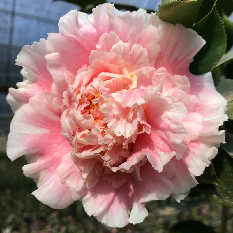 赛牡丹山茶花盆栽花卉绿植室内名贵珍稀品种超赛牡丹型依莲贝蒂盆花