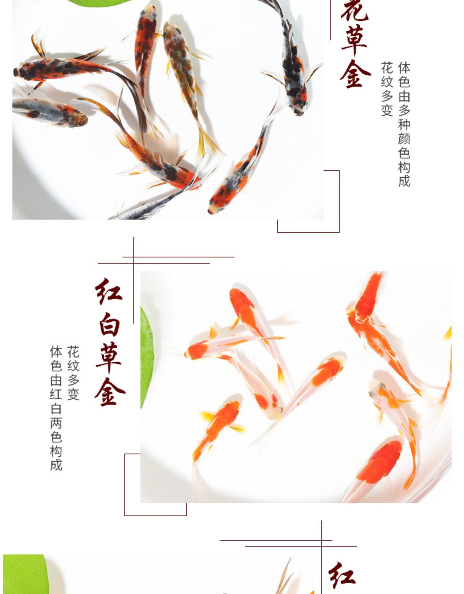 草金魚小金魚活魚耐活魚苗觀賞魚不打氧小魚長尾好養淡水魚錦鯉魚 3