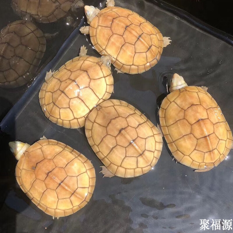 金头龟 黄金龟 三黄龟风水龟活体活物宠物观赏龟 5-6厘(1只)【图片