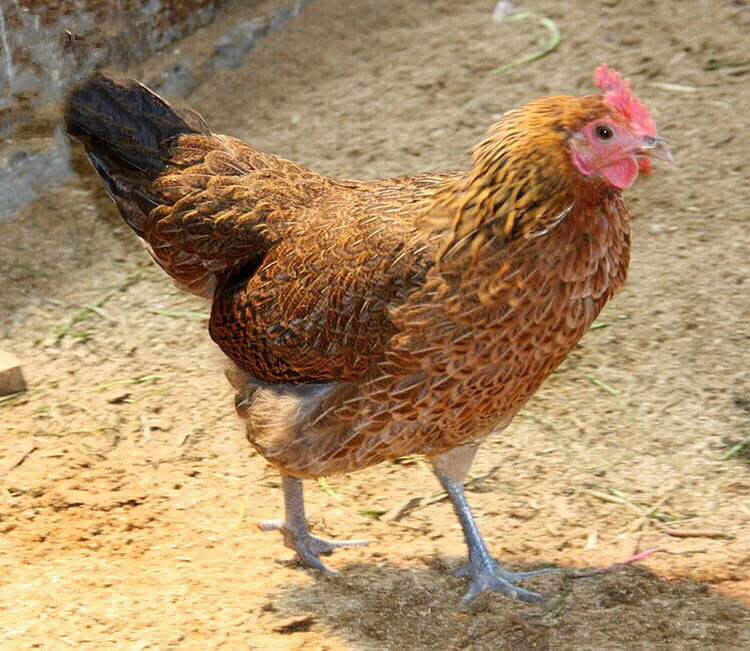 纯种白耳茶花鸡种蛋云南茶花鸡受精蛋海南可孵化小鸡苗种蛋 白耳茶花