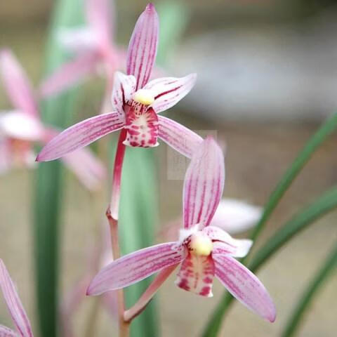 老种兰花建兰【市长红】 老种3苗带花