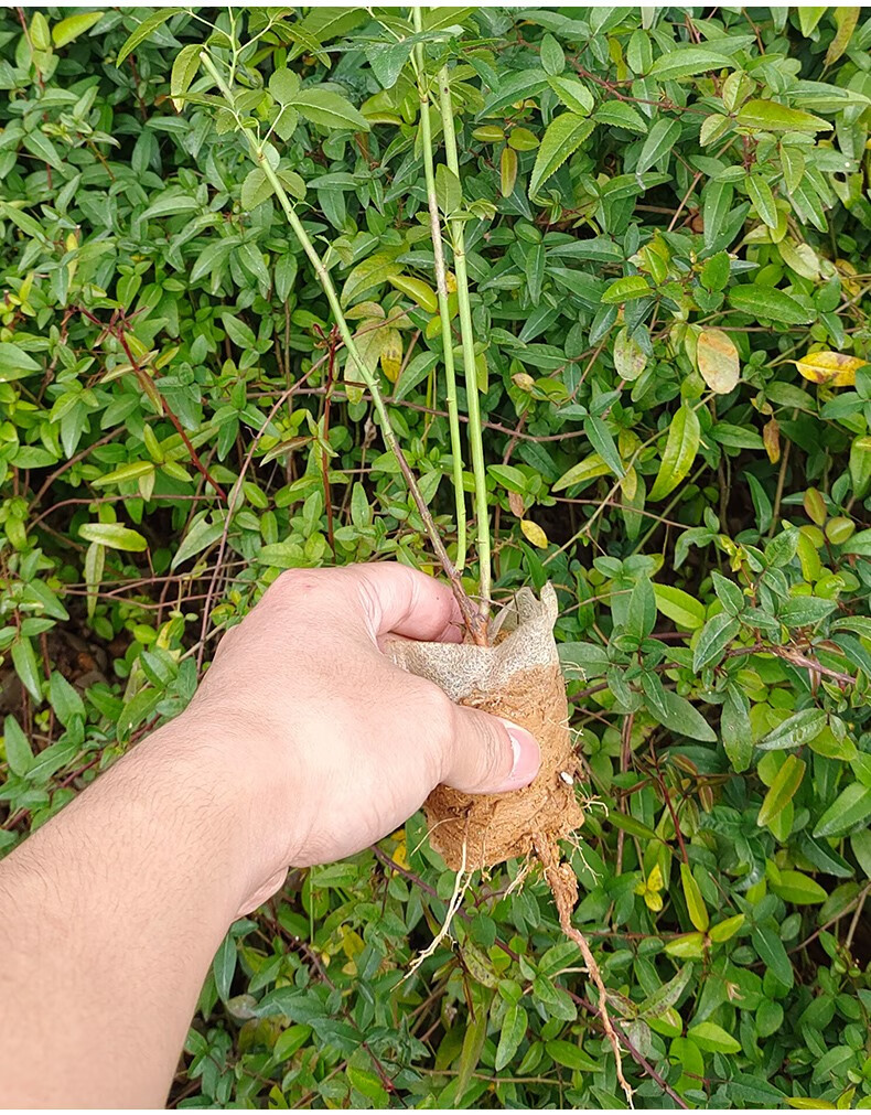 金樱子树苗带刺野生品种梨有无刺果子中药材可入药泡酒带土发货