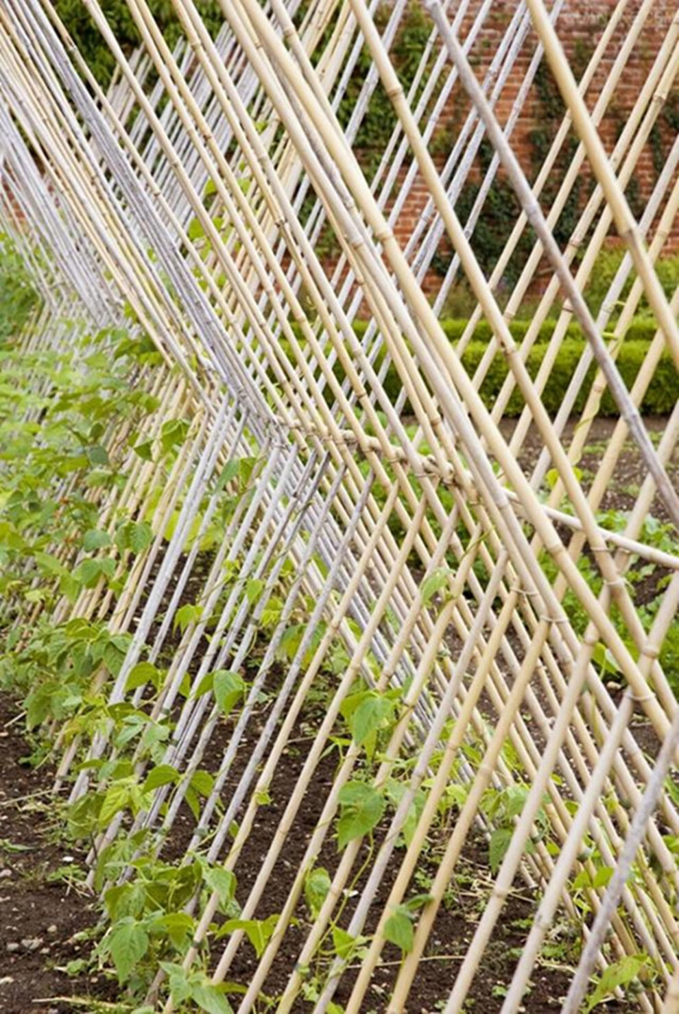 (baoyuan)竹竿竹片各种规格竹子菜园搭架篱笆栅栏彩旗装潢跳舞竹杆 1
