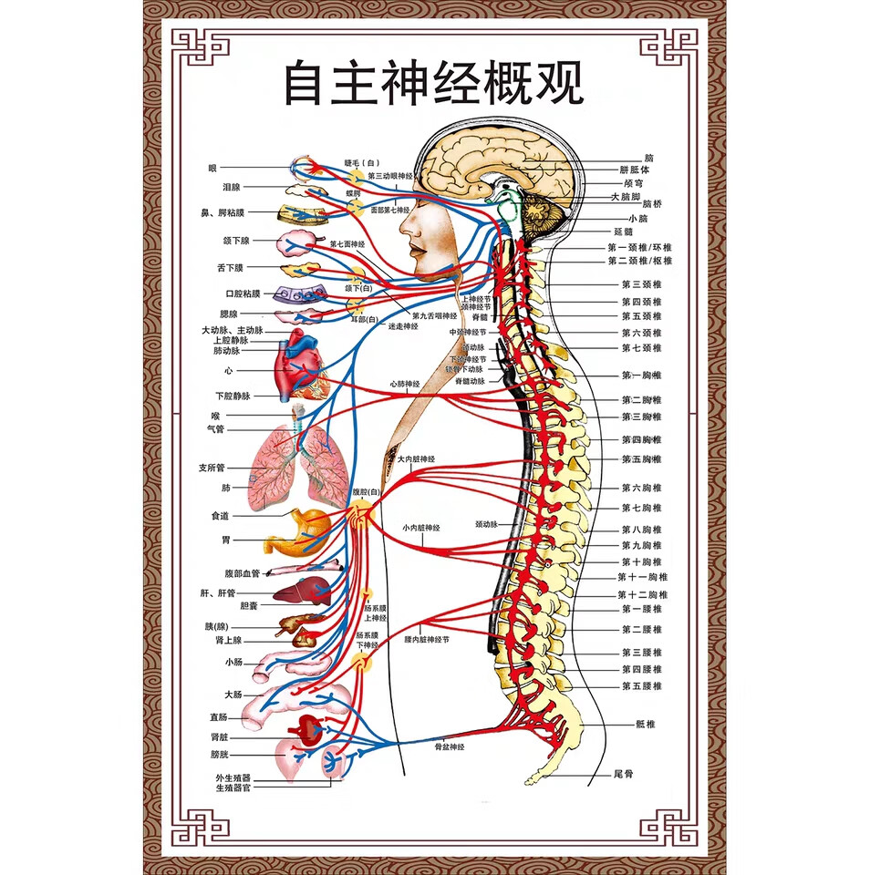 自主神经概观示意图人体解剖挂图人体器官解剖图展板医院布置海报