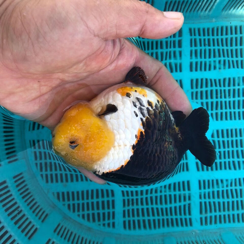 冷水观赏鱼精品金鱼兰寿泰狮鎏金活体宠物鱼水族世界淡水好养成鱼奶牛