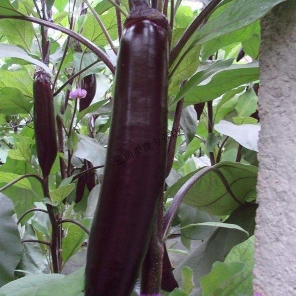 茄子新鲜茄子批发东北紫茄子正宗紫丽人茄子新鲜蔬菜紫裤长茄子净重2