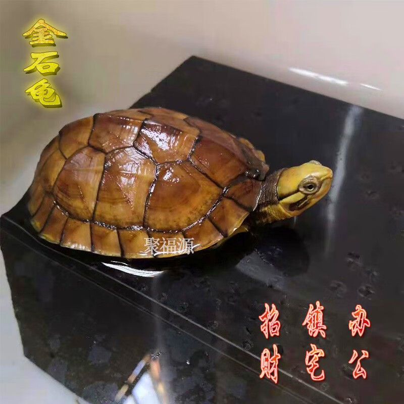 金石龟黄侯三黄石金龟黄金金头龟活体观赏宠物龟越南种黄侯龟黄金龟苗