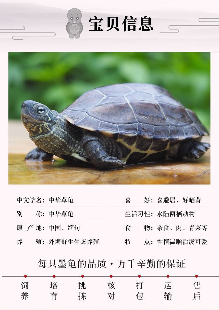 中华黑腹金线 情侣一对草龟小乌龟活体水陆观赏中华草龟草龟墨龟 活物