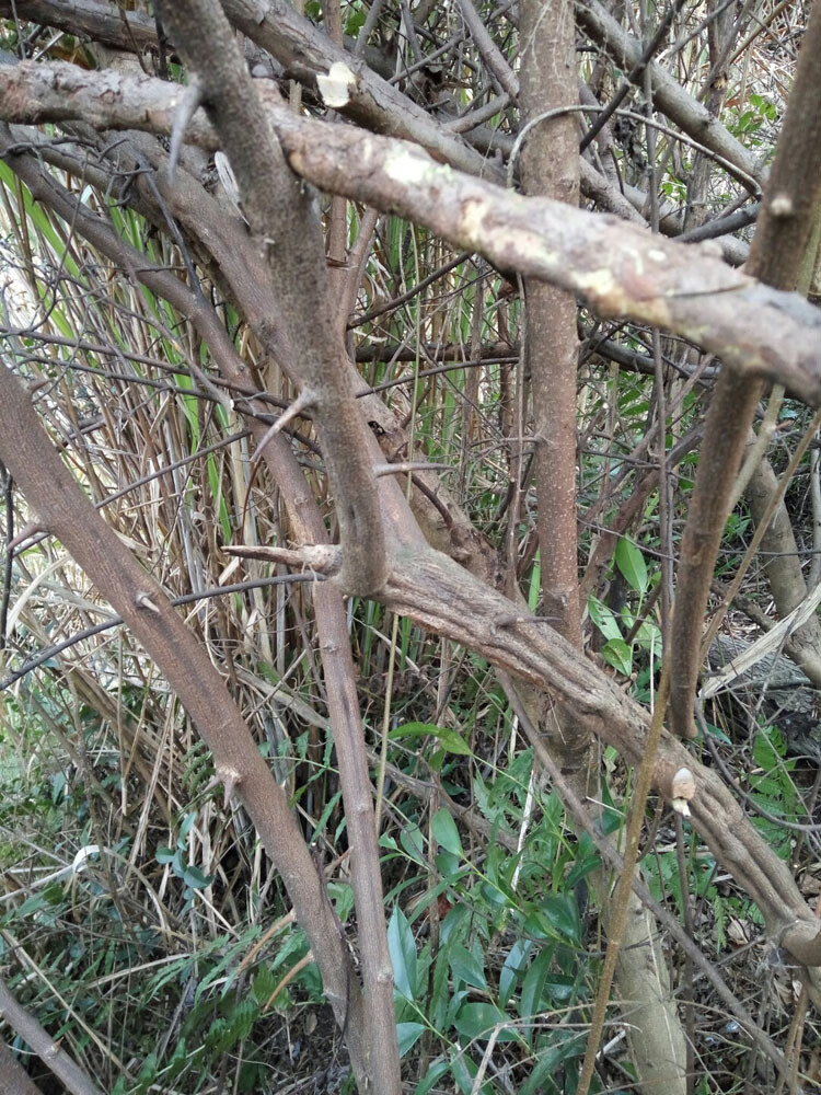 梵熙娅fanxiya打屁屁戒尺天然藤条韧性藤教棍防身棍打狗棒细款长60