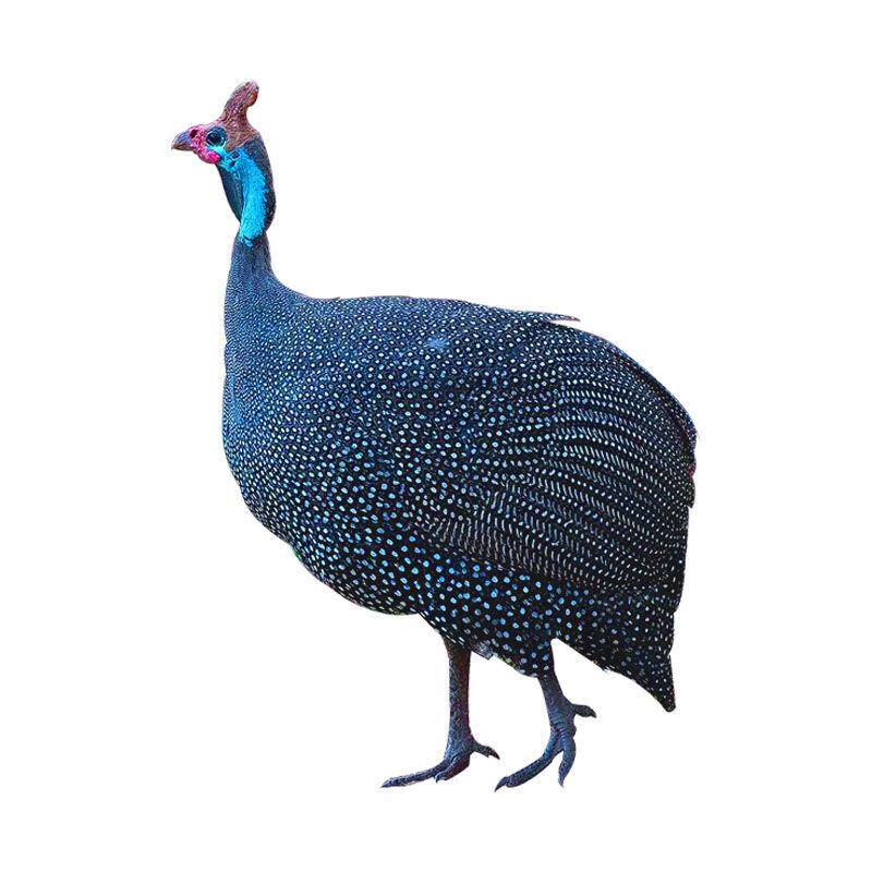 【京选推荐】会吃草的珍珠鸡活半大真珠鸡脱温苗一斤半斤真珠鸟小鸡包