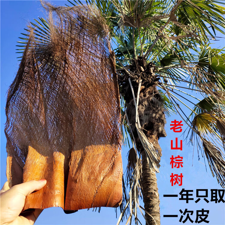 棕榈树皮棕榈叶棕树皮天然皮棕屋顶装饰品棕皮绿萝棒棕片棕丝棕绳麦
