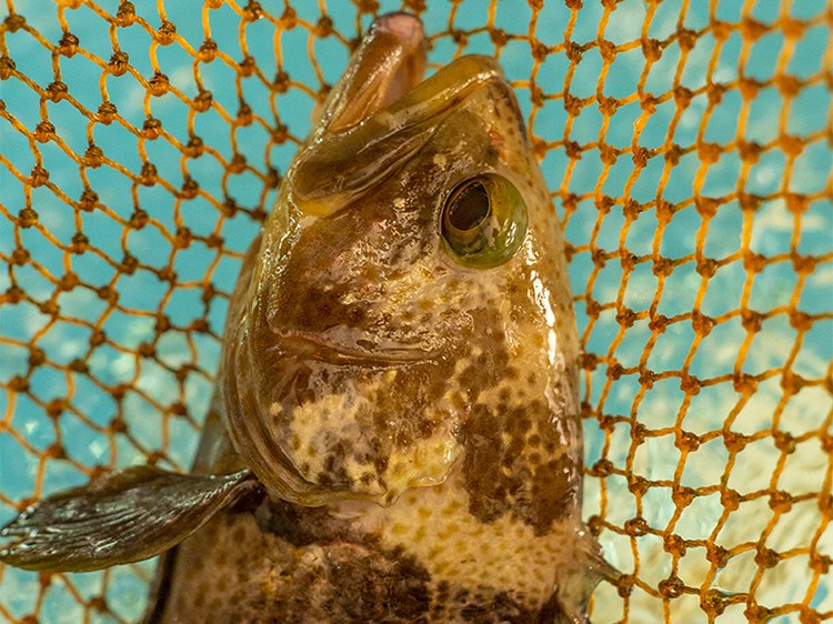 鲜木 石斑鱼 500g 东山岛海鲜 深海土斑鱼 海捕石斑鱼 宝宝鱼 1斤