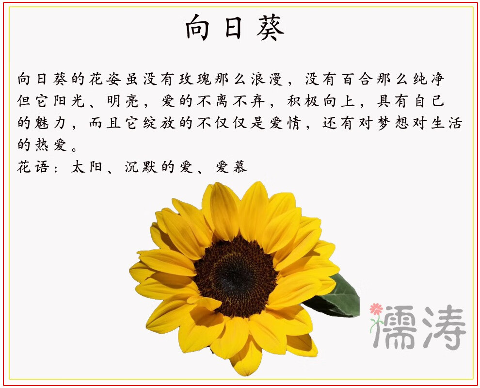 向日葵的花语文字图片