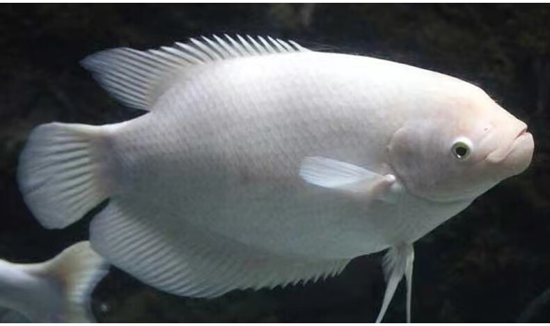 招财鱼活鱼战船鱼正宗招财鱼中大型热带观赏鱼红眼招起头财战船鱼红眼