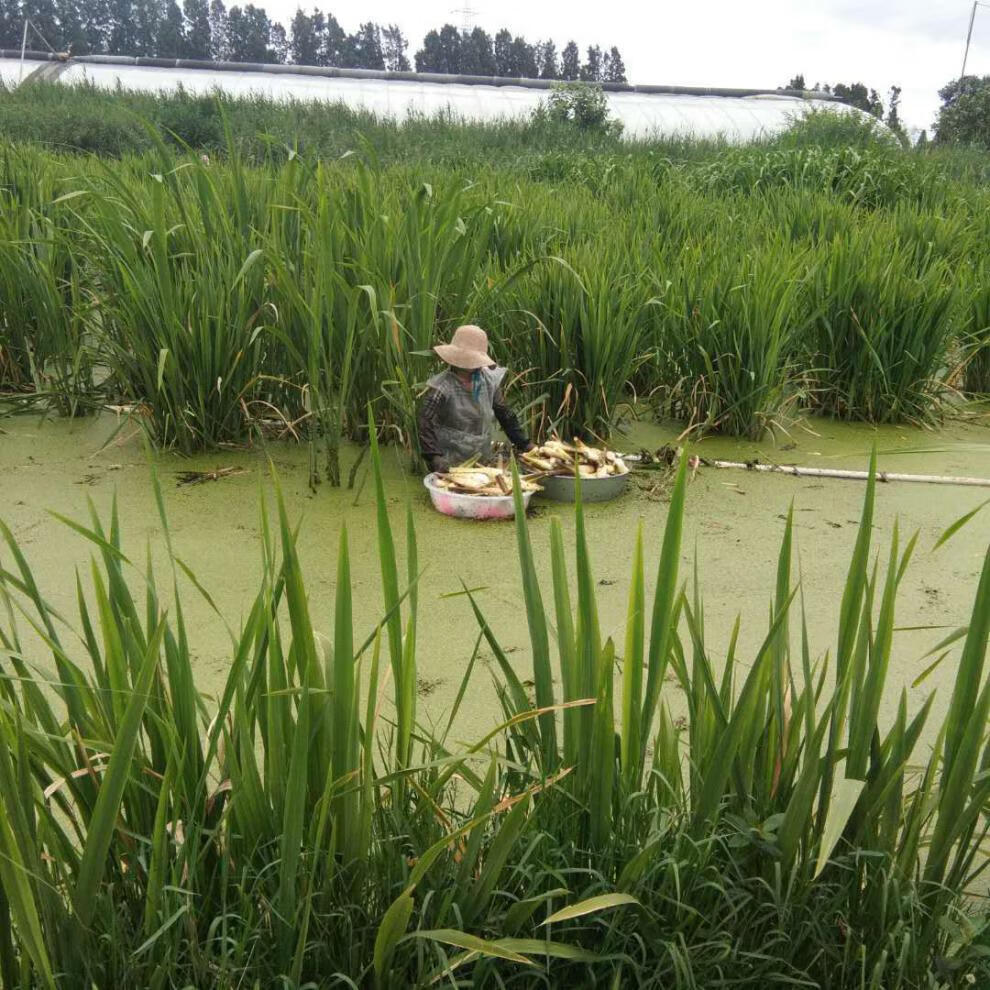 現挖現發高產特早熟雙季茭白種苗產地直供茭瓜苗高筍種苗水筍苗種雙季