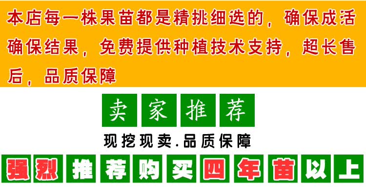 核桃树苗在哪里买