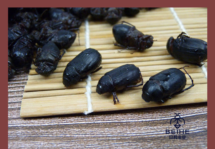 伟博瞎撞子瞎创黑色金龟子瞎碰食用昆虫新鲜冷冻 两斤黑瞎撞子【图片