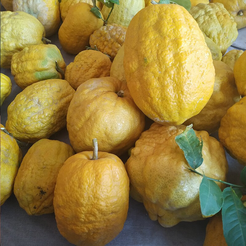 云南特产鲜果香橼果大理香缘大果佛手柑新鲜水果农家香园高山水果野