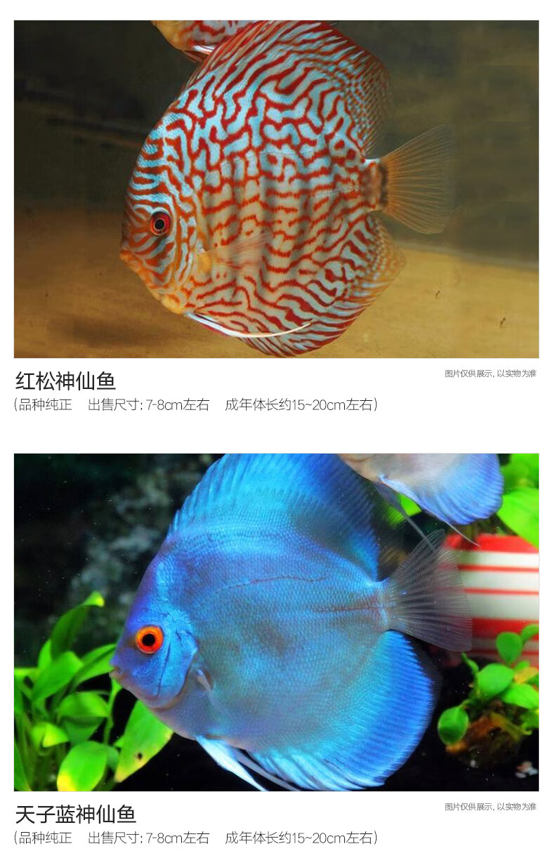 10058060588634商品名称:【进口种鱼】七彩神仙鱼精品热带观赏鱼7彩