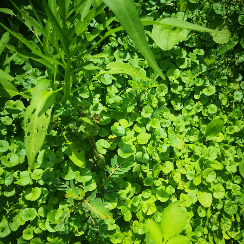 新鲜马蹄金小叶金钱草材500g