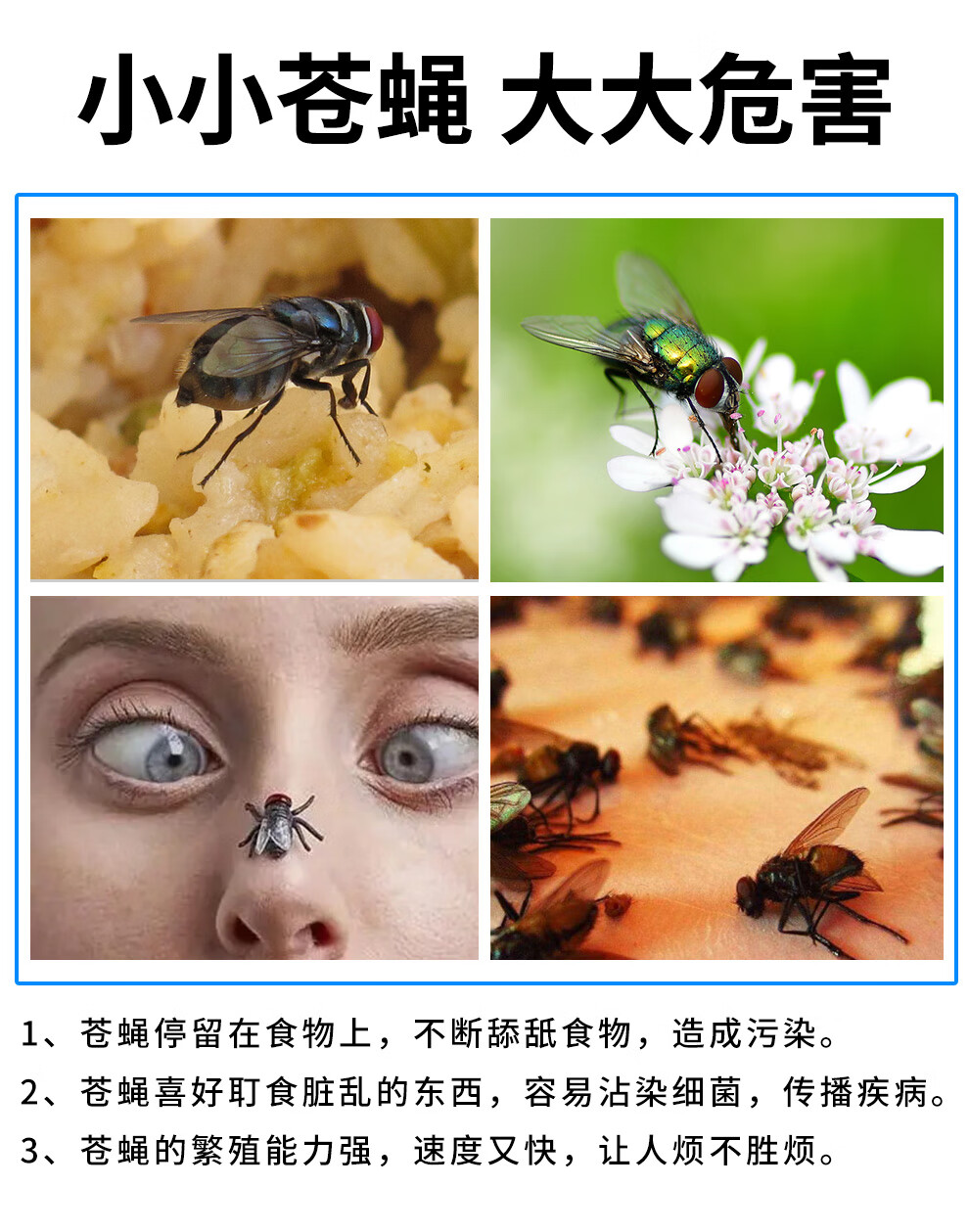 果蝇对人的危害图片