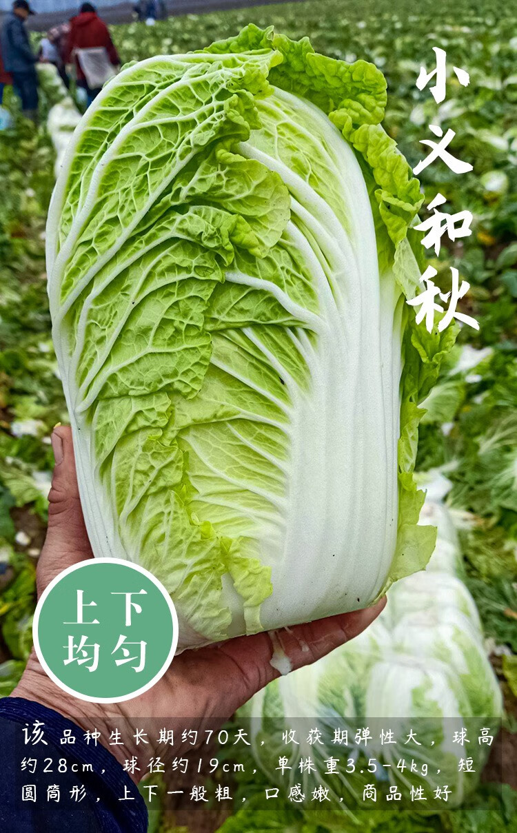 秋季黃心蔬菜種籽冬儲白菜種子青菜一代雜交蔬萊種孑菜種子家庭種植