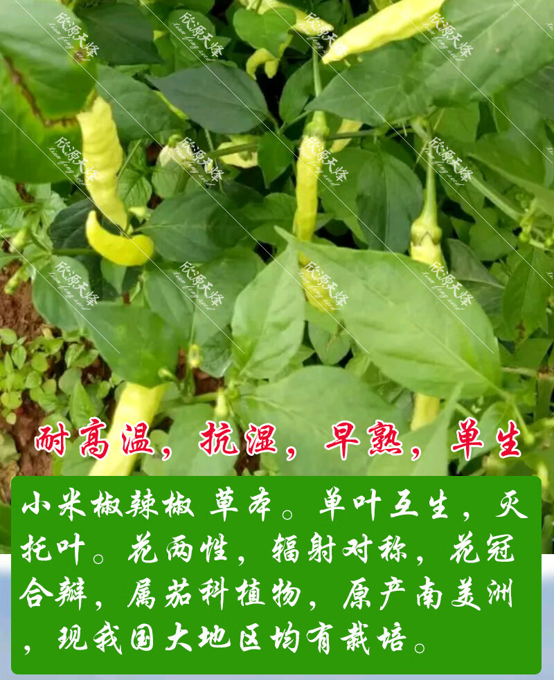 小米椒种子特辣辣椒小米辣四季种籽小白米椒超辣泡椒蔬菜朝天椒白玉椒