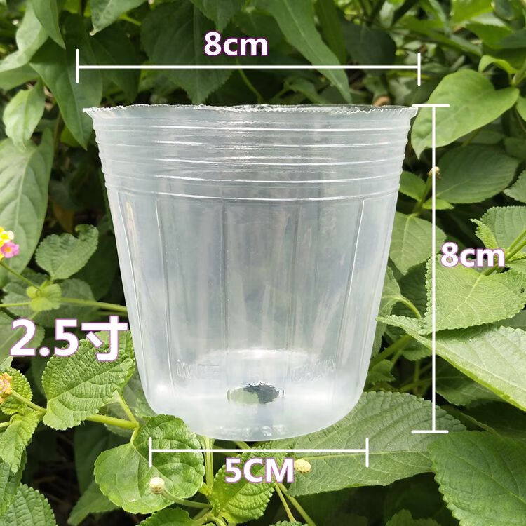 蝴蝶兰营养杯石斛兰花专用种植花盆盆栽透明盆蝴蝶兰育苗杯营养钵卫亮