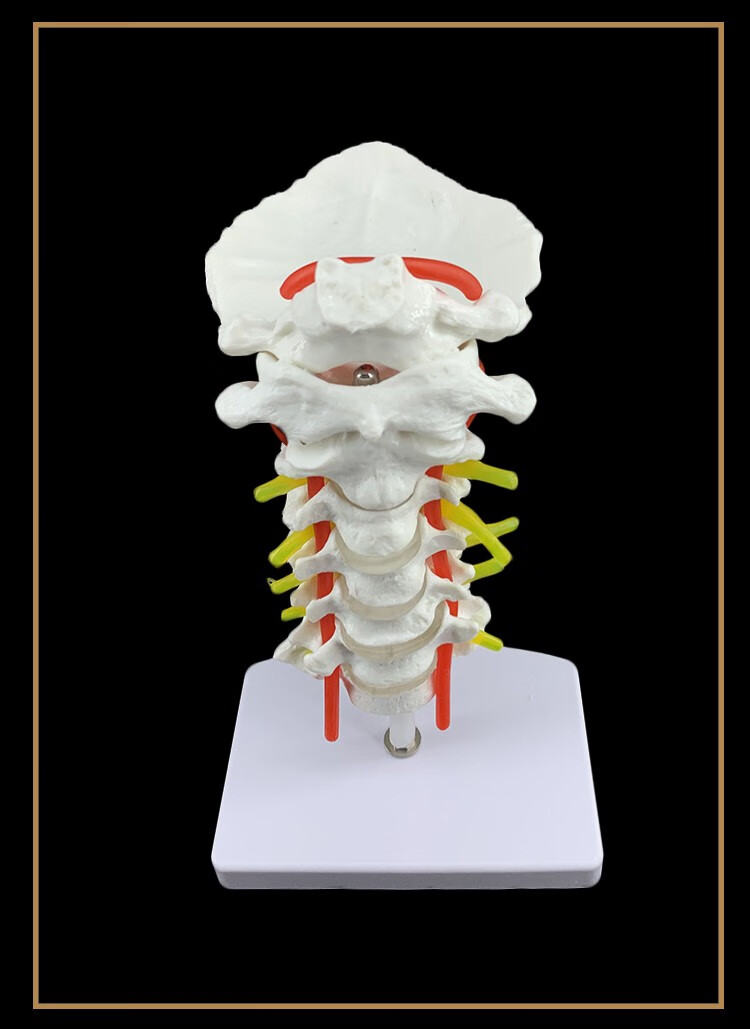 颈椎带颈动脉后枕骨椎间盘与神经教学模型腰椎骨骼架模型
