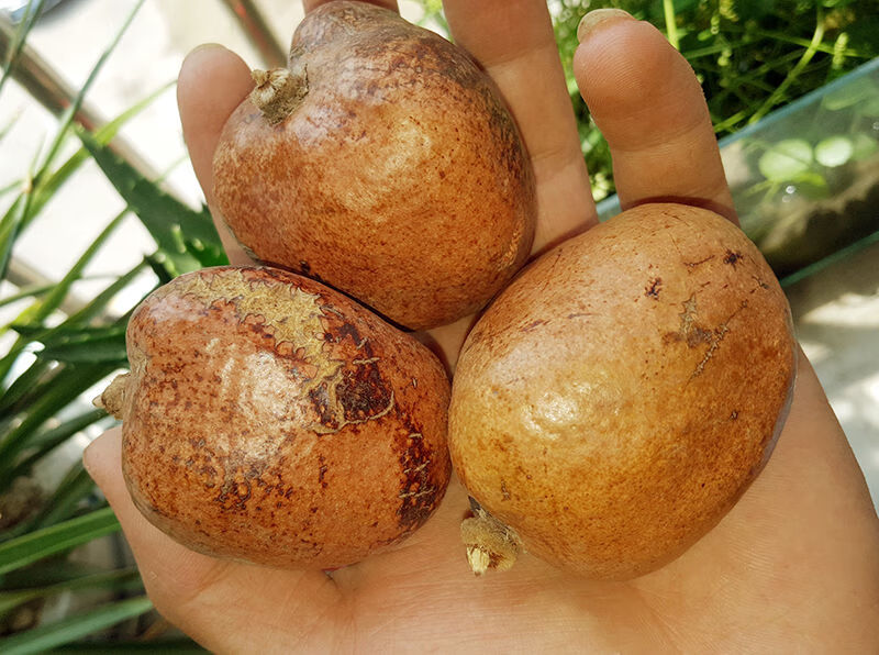 佛心果原籽灯芯菩提原料手串挂坠释迦菩提原果菩提果单颗大果把件sn