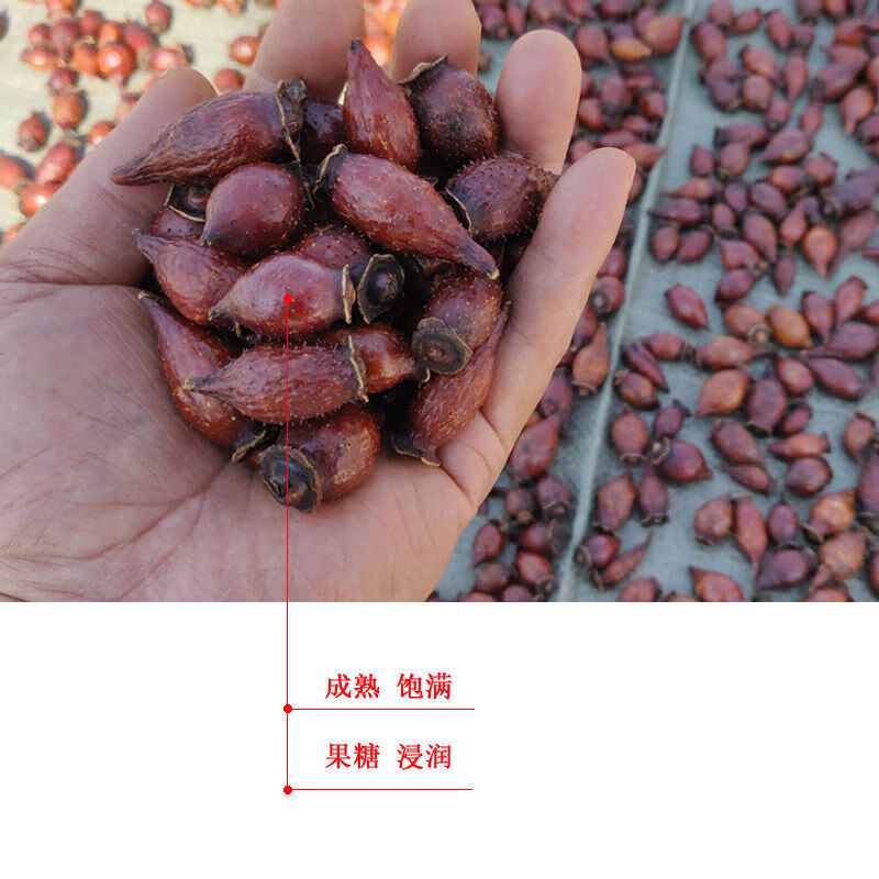 金樱子 广西金英子肉 野生糖果刺梨子泡酒男性糖罐刺榆子三蒸三晒新鲜