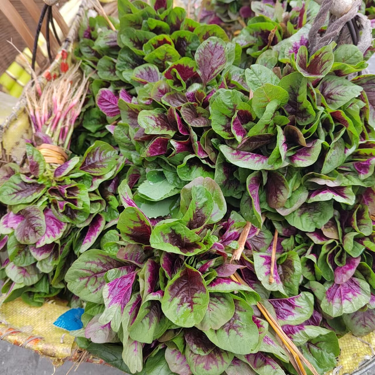 源外园 贵州农家自种新鲜红寒菜长寿菜红苋菜红汗菜柳叶苋菜蔬菜顺丰