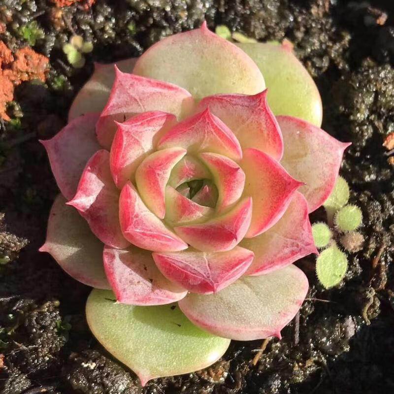 小海螺多肉植物盆栽韩货杂交高档海螺姑娘肉肉室内阳台花卉绿植 海螺4