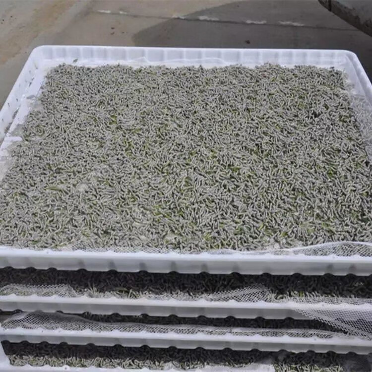 塑料蚕匾养蚕匾小蚕大蚕共育养殖户工具易清洗消卫生喂蚕定制 6cm高长