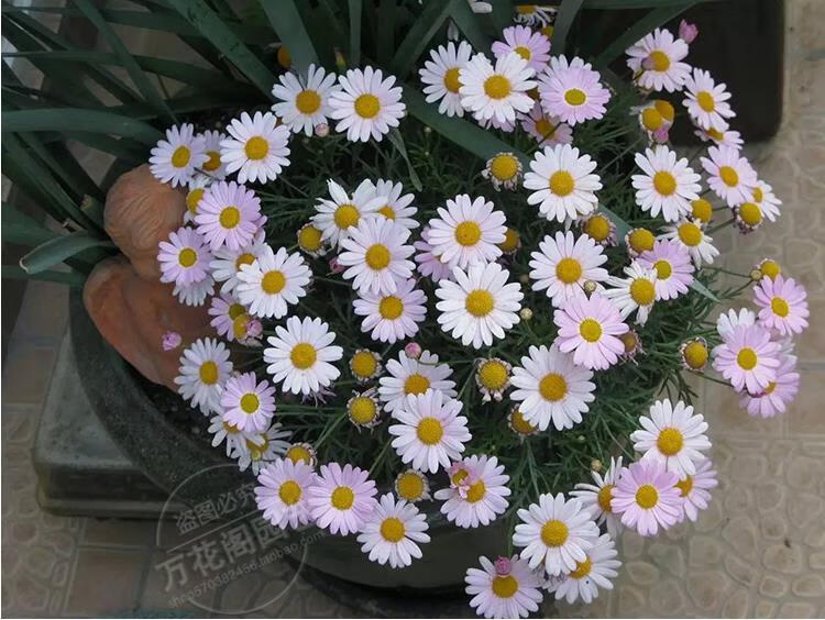 9cm盆玛格丽特花苗木茼蒿菊花苗阳台庭院四季开花不断盆栽千头菊 m17