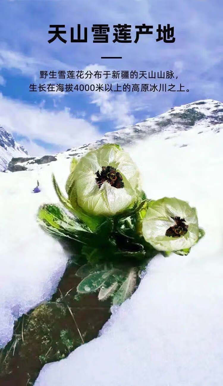 花初醒新疆雪莲花天山雪莲正宗新鲜大朵男性泡酒料药材特大朵40克左右
