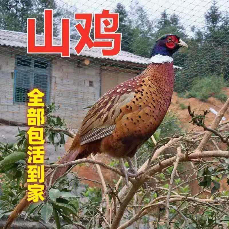 纯种七彩山鸡苗小鸡仔长尾鸡土鸡茶花鸡蛋鸡活体幼苗批发包活到家